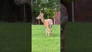 Six legged deer polymelia deer [upl. by Bret856]