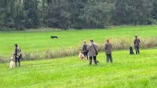 HPR Standtreiben FVS mit 2 Hunden [upl. by Lebiram263]