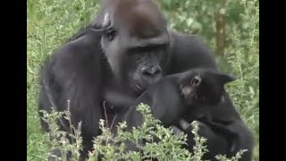 Gorillas amp Mangabeys relaxing grooming amp hugging in Safaripark Beekse Bergen [upl. by Karia65]