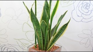 Sansevieria trifasciata  Bogenhanf Snake Plant [upl. by Elbam]