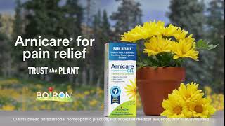 Arnica and Aloe Plant  Relieve Pain with Arnicare [upl. by Hightower]