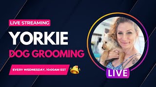 Live grooming a Yorkie Im here for questions [upl. by Ailekat]