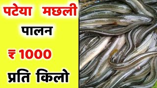 पटेया मछली पालन की संपूर्ण जानकारी  ₹ 1000 KG ।। Pateya Machli Palan ।। Gaichi [upl. by Stanzel992]