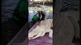 El Albinismo en Animales shorts animals albinism [upl. by Cherin]