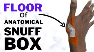 Floor  Anatomical snuff box PART 1  In 3 Minutes [upl. by Yenahpets]