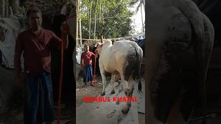 HOSSAIN CATTLE FARM 73 INCHES COWSTRENDING SALEVIRALSHORTS [upl. by Chauncey699]