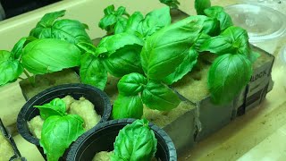 Complete Kratky Hydroponic Setup From Start to Finish [upl. by Winfrid]