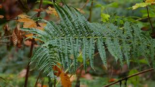 Nerecznica mocna Dryopteris affinis [upl. by Jacintha]