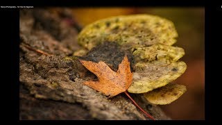 Nature Photography  Ten Tips For Beginners [upl. by Pedaiah66]