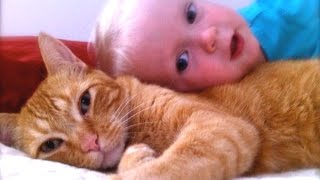 Cats Dogs And Adorable Babies Compilation NEW [upl. by Phalan]