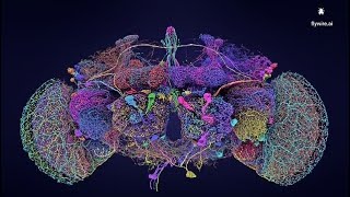 Most Detailed Brain Map Ever [upl. by Vardon621]