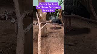 Pochard and Screamer in Tulsa birds animals zoo [upl. by Hamilah]