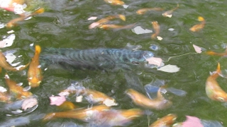 Pond Gouramis Feeding Alongside of Guppies [upl. by Olin]