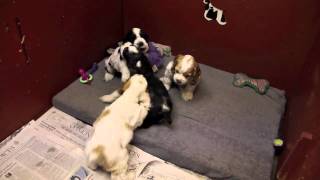 6 week old Cocker Spaniel puppies playing [upl. by Ninon]