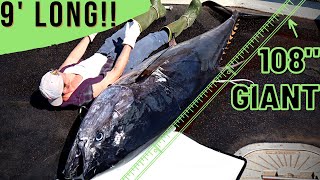 Cutting giant bluefin tuna to luxurious sashimi teppanyaki tuna  巨大黑鮪魚切割秀 鐵板上腹肉  Taiwanese food [upl. by Ermina]