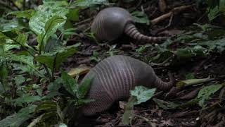 The Nine Banded LongNosed Armadillo [upl. by Toms208]