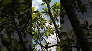 GLUKOSAKARBOHIDRAT TERSIMPAN DI BUAH avocado buah farm pertanian [upl. by Adiela]