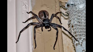 How to Identify the Australian Spiders Living in Your Home [upl. by Aluin]