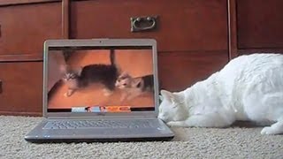 Cats reacting to cats meowing on YouTube [upl. by Rosemary]