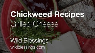 Chickweed Recipes  Grilled Cheese the Wild Blessings way [upl. by Eldon423]