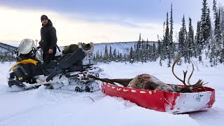 FULL Season Winter Caribou Hunt  ALASKA 20232024 [upl. by Lamag]