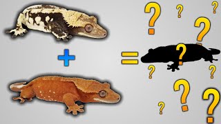 My 2024 Crested Gecko Breeding Pairs [upl. by Inasah]