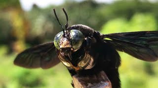 Tropical carpenter bees Xylocopa latipes [upl. by Atile]