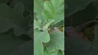 Two varieties of brinjal plants [upl. by Eaton]