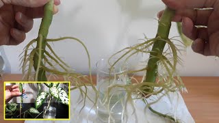 How to Easy Propagate Dieffenbachia indoor plant in waterGrowcuttingplanting [upl. by Ashlee52]