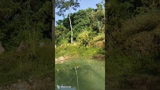 Fishery Pond in HG NAGALAND [upl. by Limay]