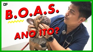 Brachycephalic Airway Obstructive Syndrome or BOAS [upl. by Atsilac]