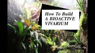 How to make a bioactive vivarium [upl. by Anaicilef]