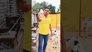 बकरी को टोनोबूस्ट पिलाने के फायदे  vns goat farm shorts [upl. by Yeldah]