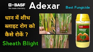 Basf Adexar Fungicide  Best Fungicide For Paddy Crop  धान में शीथ ब्लाइट रोग का सबसे बढ़िया उपचार [upl. by Emmons957]