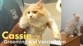 Caisse ki Grooming and Vaccination krwa li aj 🥰😍😘 [upl. by Adnoved136]