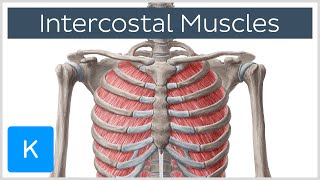 Intercostal Muscles  Function Area amp Course  Human Anatomy  Kenhub [upl. by Ahsaenat]