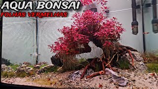 PLANTAMOS O AQUÁRIO BONSAI COM UMA PLANTA VERMELHA [upl. by Anitnamaid927]