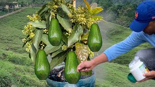 YA NO ESPERES AÑOS PARA TENER AGUACATE UTILIZANDO LA MEJOR TÉCNICA DE CULTIVO [upl. by Gherardi]