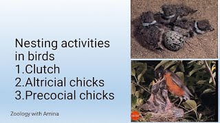 Difference between Altricial and precocial chicks  Nesting activities in birds [upl. by Annauj]