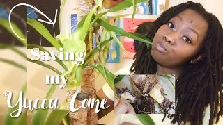 Saving my Yucca Cane Plant [upl. by Simonetta]