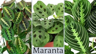 The secret of Maranta Houseplant Care  Maranta Leuconeura Varieties Most Types of Prayer Plants [upl. by Grew]