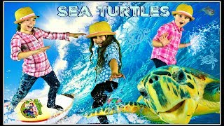 Sea Turtles For Kids  All About Sea Turtles [upl. by Krause]