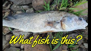 WHAT KIND OF FISH IS THIS POTHOLES ROANOKE RIVER GASTON amp WELDON BOAT RAMPS [upl. by Aryt]