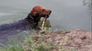 Airedale Terrier schwimmt [upl. by Giusto]