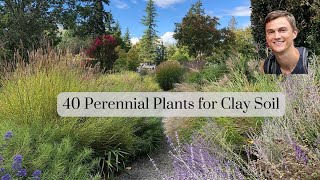 40 Perennial Plants for CLAY Soil in the Garden [upl. by Anyzratak]