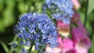 Alliums In A Small English Garden In Norway [upl. by Sand]