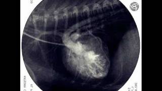 Tetralogy of Fallot in dog XRAY fluoroscopic examination [upl. by Yerocal925]