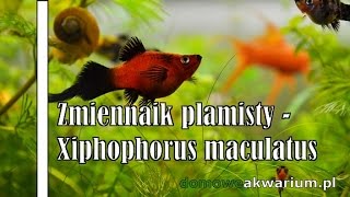 Xiphophorus maculatus  zmienniak plamisty platka [upl. by Nawek578]