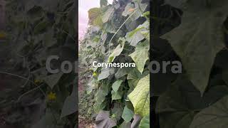 Corynespora en pepinos agriculture plantaciones farmingmethods greenhouse [upl. by Serra]