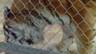 Tiger FeedingLynx BabiesPrairie DogBisonWisentAurochsTarpanPelicansBrownbearMunich Zoo [upl. by Faxan698]